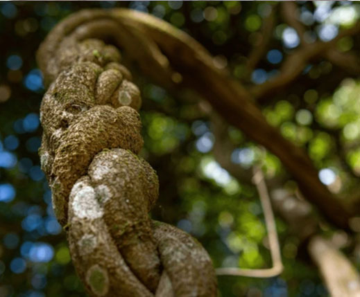 ayahuasca 1